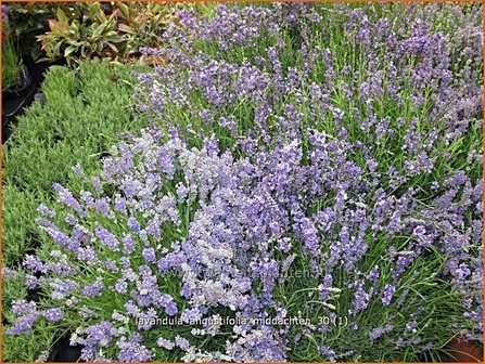 Lavandula angustifolia &#039;Middachten&#039; | Lavendel