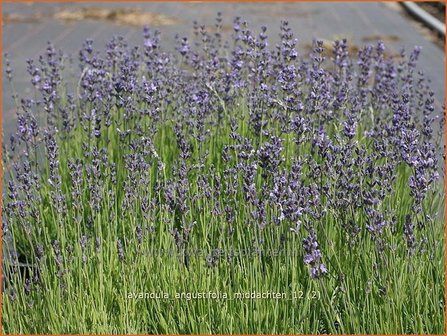 Lavandula angustifolia &#039;Middachten&#039; | Lavendel