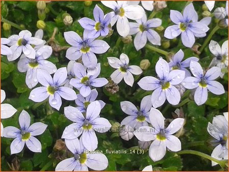 Isotoma fluviatilis | Laurentia