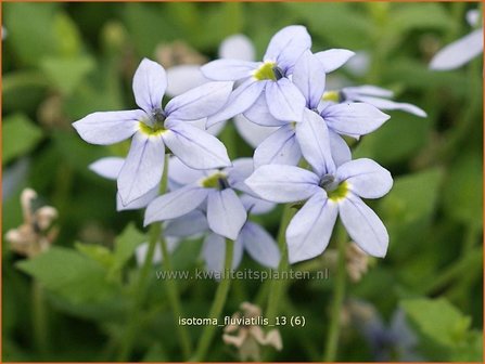 Isotoma fluviatilis | Laurentia