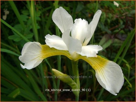 Iris sibirica &#039;Snow Queen&#039; | Iris, Lis, Siberische iris