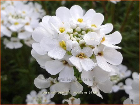 Iberis sempervirens &#039;Snowflake&#039; | Scheefbloem, Scheefkelk