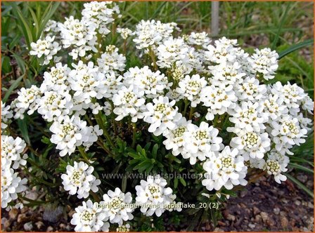 Iberis sempervirens &#039;Snowflake&#039; | Scheefbloem, Scheefkelk