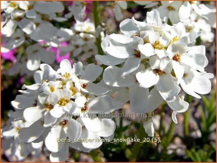 Iberis sempervirens &#039;Snowflake&#039; | Scheefbloem, Scheefkelk