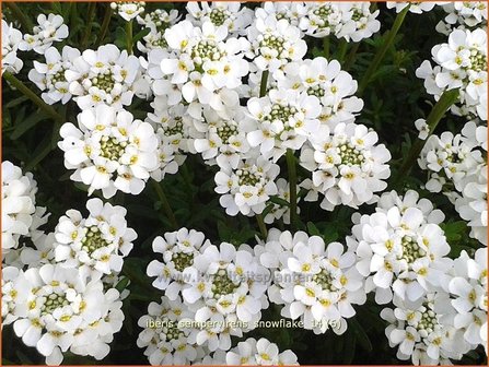 Iberis sempervirens &#039;Snowflake&#039; | Scheefbloem, Scheefkelk