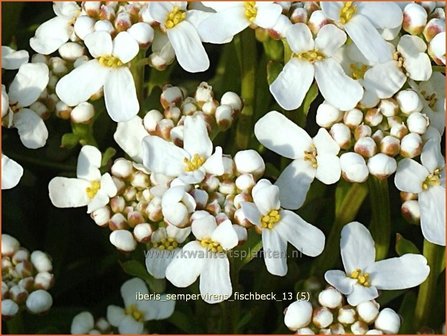 Iberis sempervirens &#039;Fischbeck&#039; | Scheefbloem, Scheefkelk