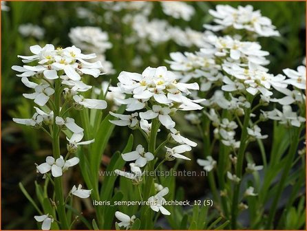 Iberis sempervirens &#039;Fischbeck&#039; | Scheefbloem, Scheefkelk