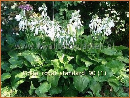 Hosta &#039;Royal Standard&#039; | Hartlelie, Funkia