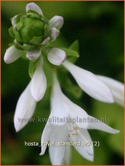 Hosta &#039;Royal Standard&#039; | Hartlelie, Funkia