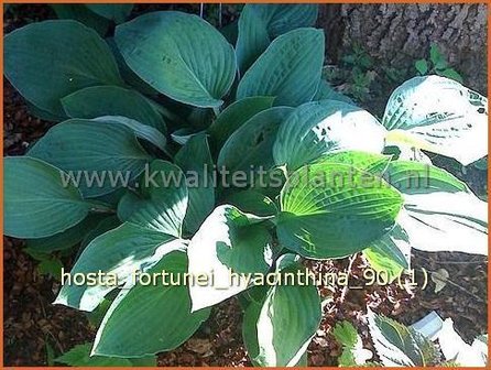 Hosta fortunei &#039;Hyacinthina&#039; | Hartlelie, Funkia