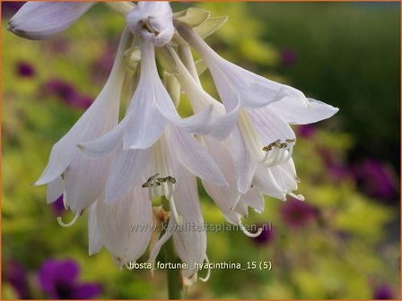 Hosta fortunei &#039;Hyacinthina&#039; | Hosta, Hartlelie, Funkia