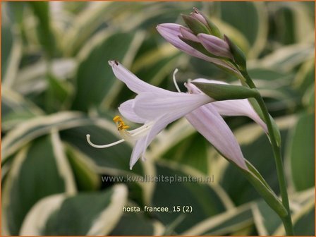 Hosta &#039;Francee&#039; | Hosta, Hartlelie, Funkia