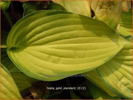 Hosta &#039;Gold Standard&#039; | Hartlelie, Funkia