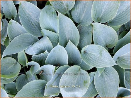 Hosta &#039;Halcyon&#039; | Hosta, Hartlelie, Funkia