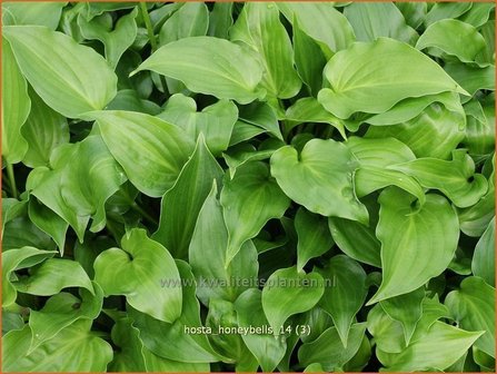 Hosta &#039;Honeybells&#039; | Hartlelie, Funkia