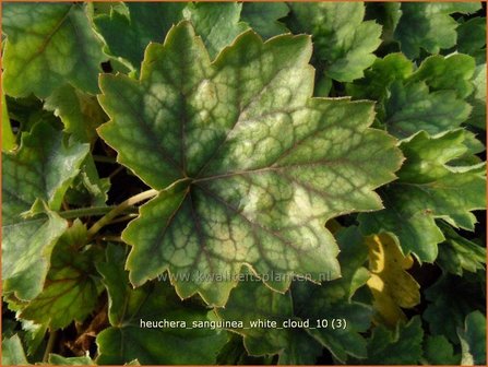 Heuchera sanguinea &#039;White Cloud&#039; | Purperklokje