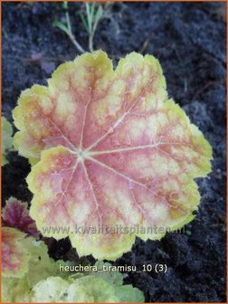 Heuchera &#039;Tiramisu&#039; | Purperklokje