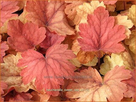 Heucherella &#039;Sweet Tea&#039;