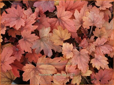 Heucherella &#039;Sweet Tea&#039;