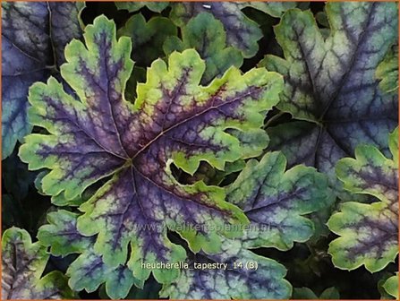 Heucherella &#039;Tappestry&#039;