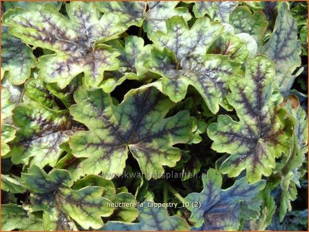 Heucherella &#039;Tappestry&#039;