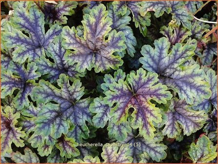 Heucherella &#039;Tappestry&#039;