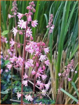 Heucherella &#039;Tappestry&#039;