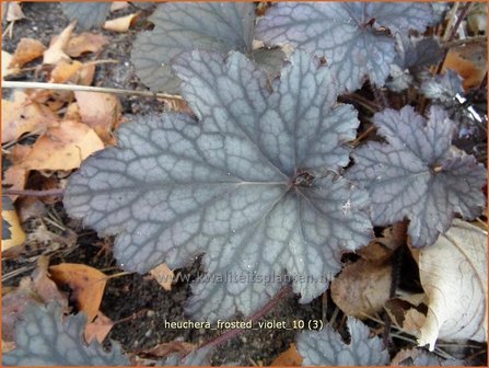 Heuchera &#039;Frosted Violet&#039; | Purperklokje