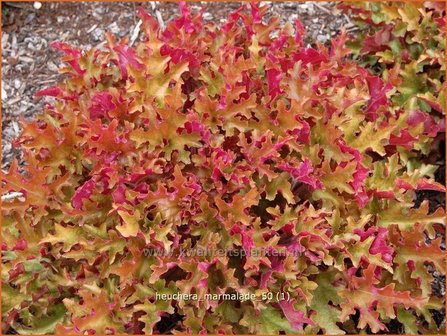 Heuchera &#039;Marmalade&#039; | Purperklokje