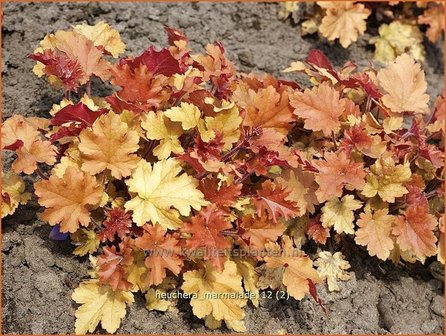 Heuchera &#039;Marmalade&#039; | Purperklokje