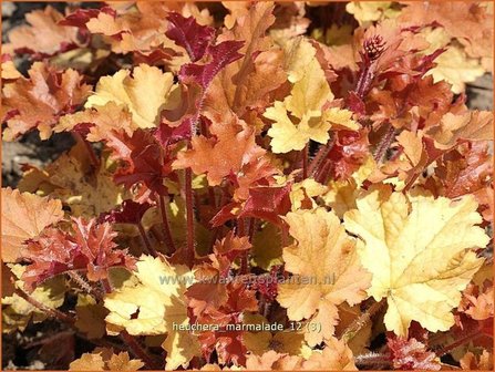 Heuchera &#039;Marmalade&#039; | Purperklokje