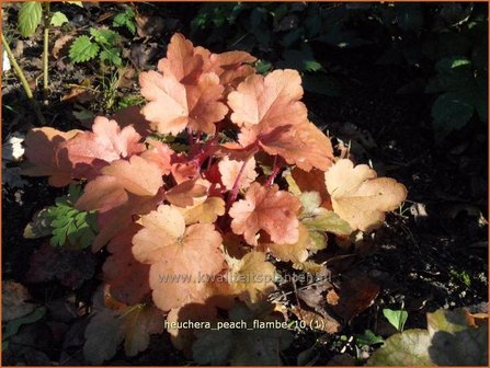 Heuchera &#039;Peach Flambe&#039; | Purperklokje