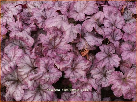 Heuchera &#039;Plum Royale&#039; | Purperklokje