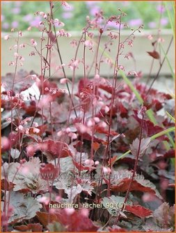 Heuchera &#039;Rachel&#039; | Purperklokje