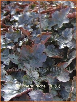 Heuchera &#039;Rachel&#039; | Purperklokje