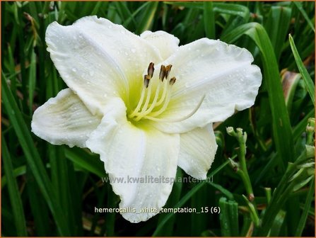 Hemerocallis &#039;White Temptation&#039; | Daglelie