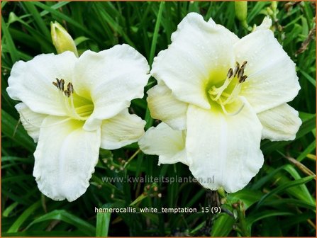 Hemerocallis &#039;White Temptation&#039; | Daglelie