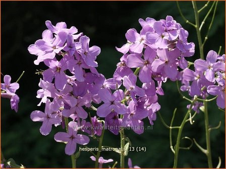 Hesperis matronalis | Damastbloem