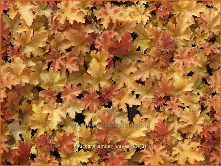 Heuchera &#039;Amber Waves&#039; | Purperklokje