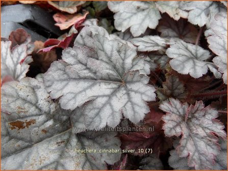 Heuchera &#039;Cinnabar Silver&#039; | Purperklokje