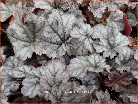 Heuchera &#039;Cinnabar Silver&#039; | Purperklokje