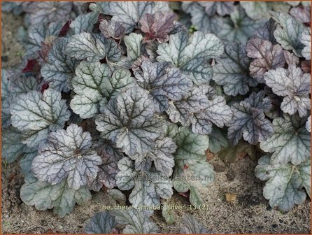 Heuchera &#039;Cinnabar Silver&#039; | Purperklokje