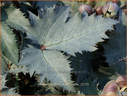 Helleborus sternii &#039;Silver Dollar&#039; | Kerstroos, Stinkend nieskruid