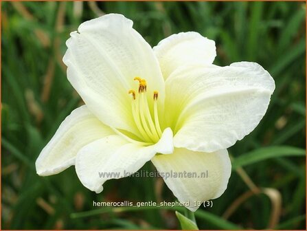 Hemerocallis &#039;Gentle Shepherd&#039; | Daglelie