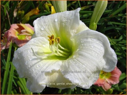 Hemerocallis &#039;Gentle Shepherd&#039; | Daglelie