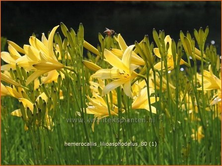 Hemerocallis lilioasphodelus | Daglelie | Gelbe Taglilie