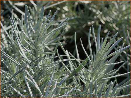 Helichrysum italicum | Kerrieplant, Strobloem