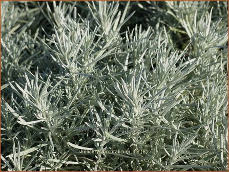 Helichrysum italicum | Kerrieplant, Strobloem