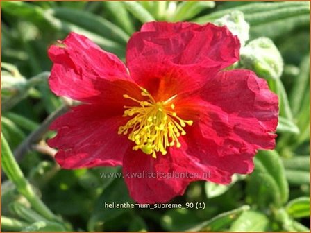 Helianthemum &#039;Supreme&#039; | Zonneroosje