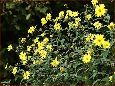 Helianthus microcephalus | Vaste zonnebloem | Kleinblumige Sonnenblume